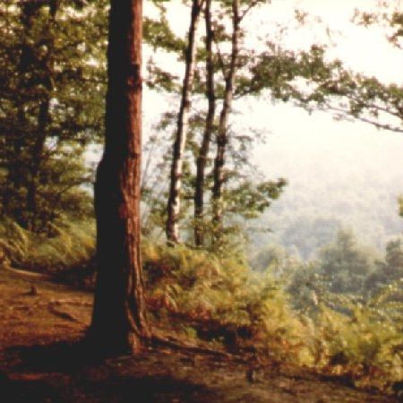 Oldbury woods