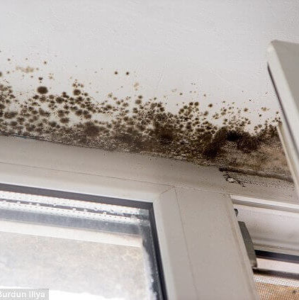 Get rid of mould